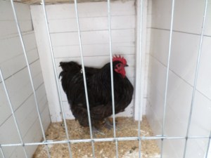 SAMSUNG CAMERA PICTURES