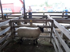 SAMSUNG CAMERA PICTURES