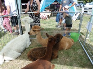 SAMSUNG CAMERA PICTURES