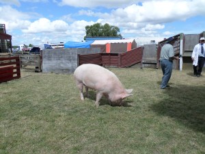 SAMSUNG CAMERA PICTURES