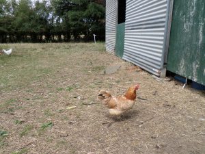 SAMSUNG CAMERA PICTURES