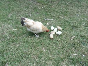 SAMSUNG CAMERA PICTURES