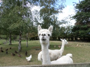 SAMSUNG CAMERA PICTURES