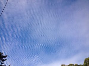 1922163_10152119012441638_533828648956647105_n