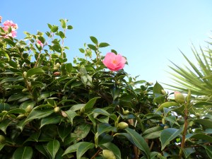 SAMSUNG CAMERA PICTURES