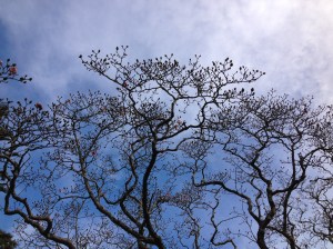 IMG_4991