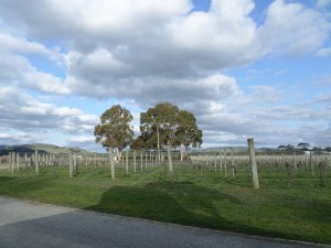 SAMSUNG CAMERA PICTURES