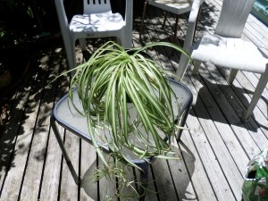 SAMSUNG CAMERA PICTURES