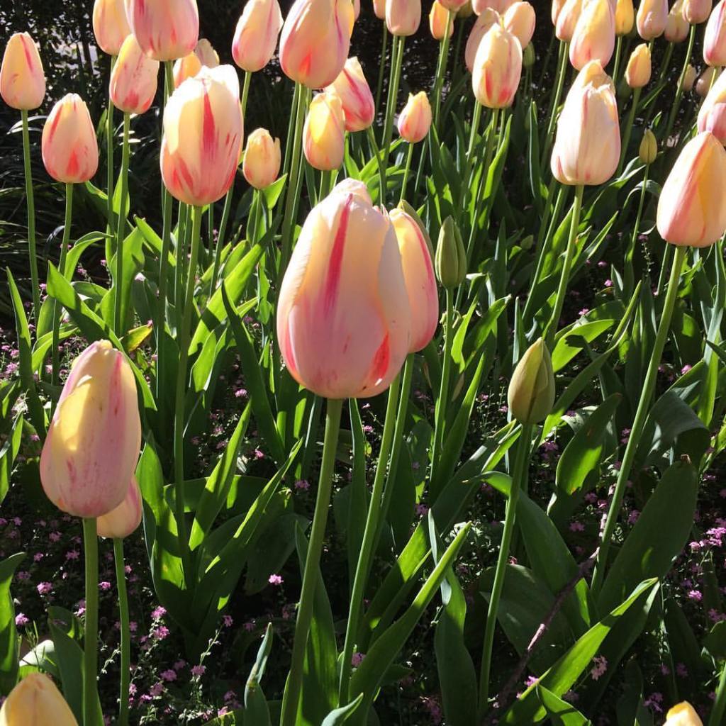 14753456_10154420392551638_2304129722926902838_o