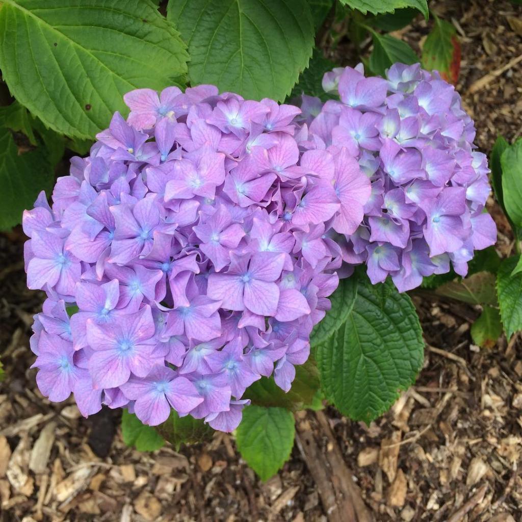 15994575_10154705030191638_2037186325856914703_o