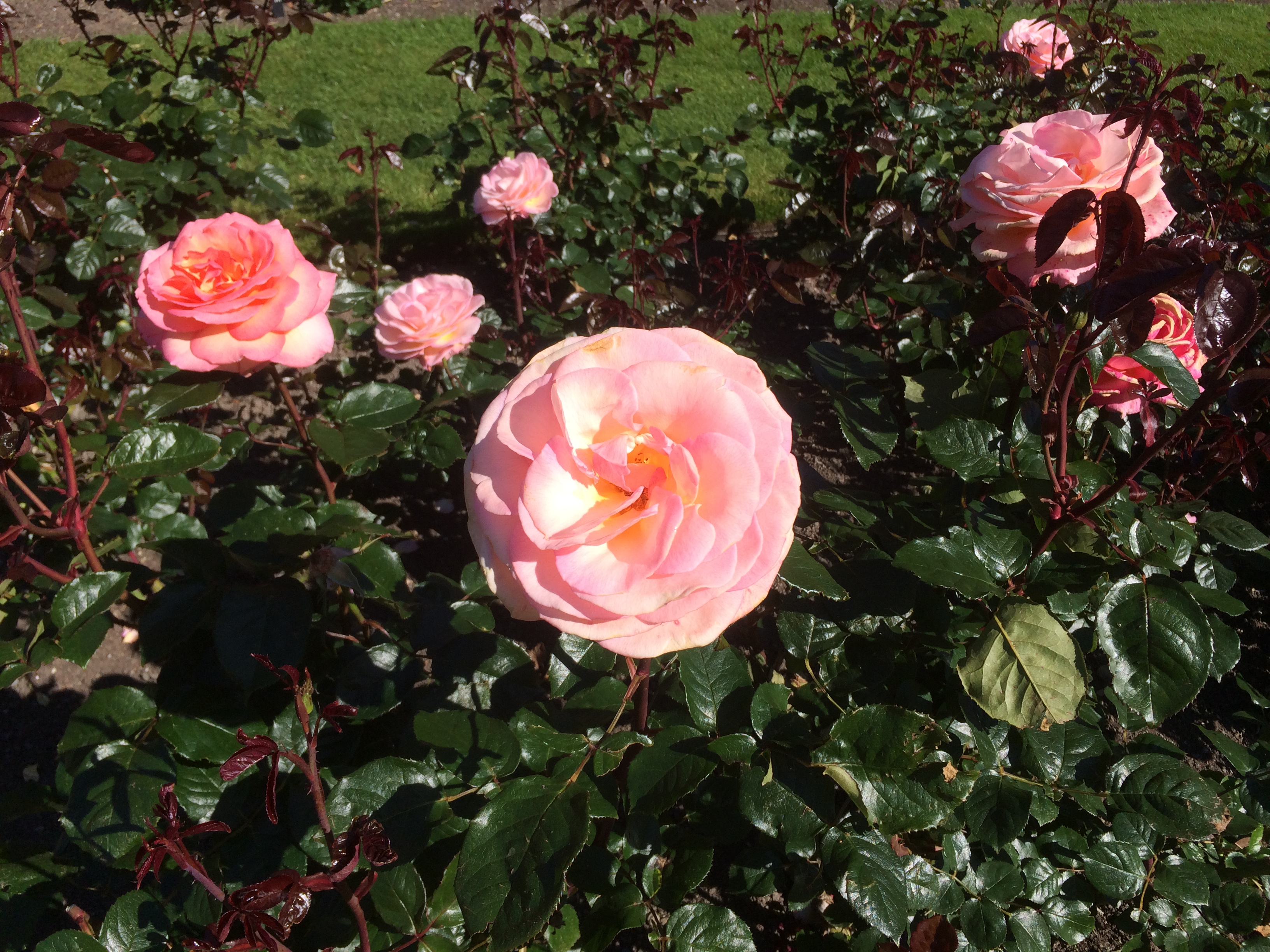 Pink rose called Hamilton Gardens