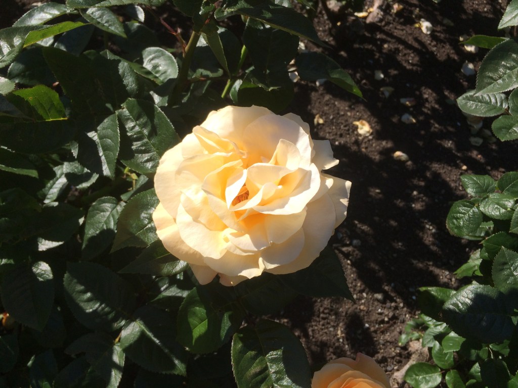 Golden rose called Aloha

