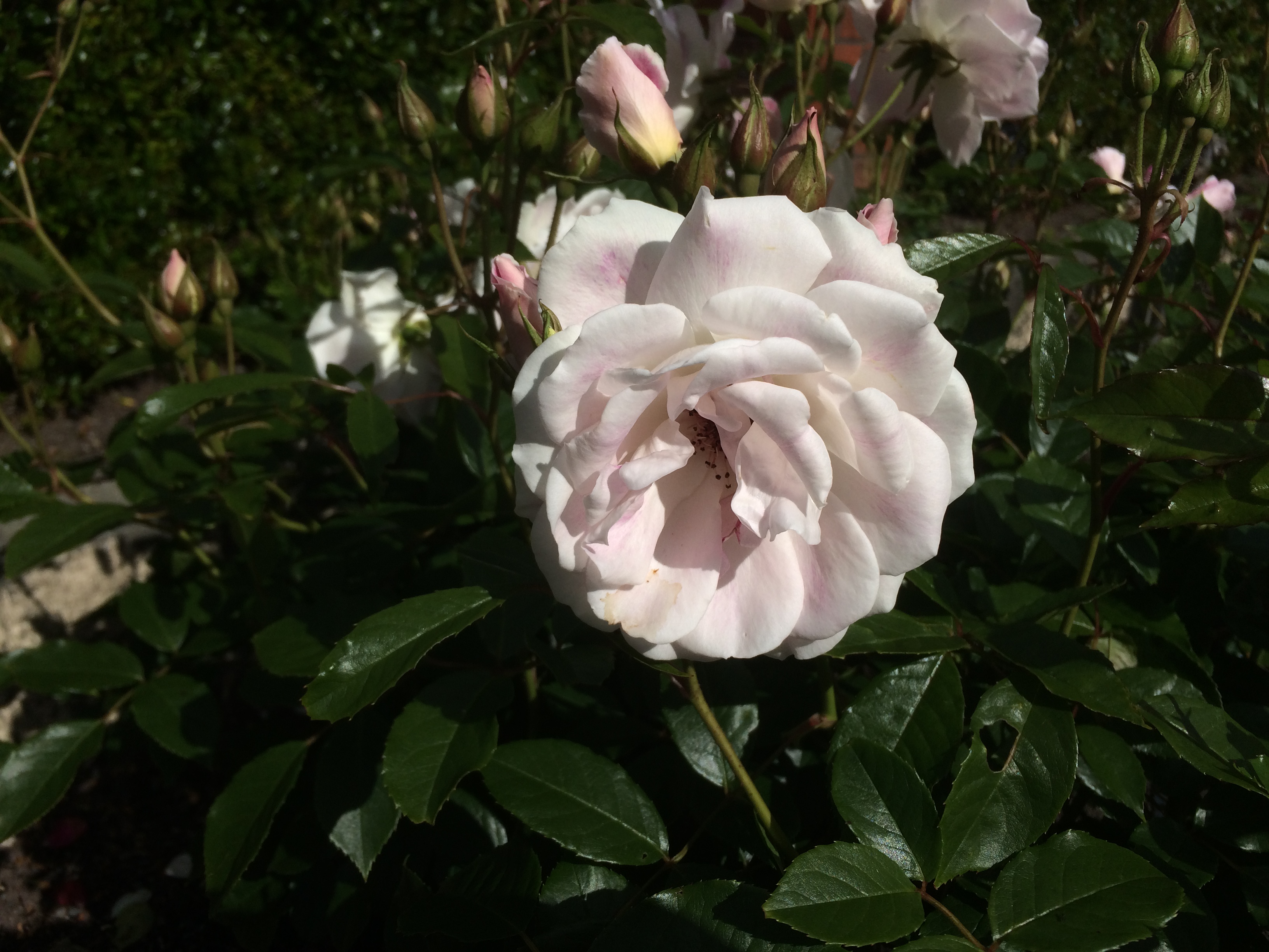 Blushing pink iceberg
