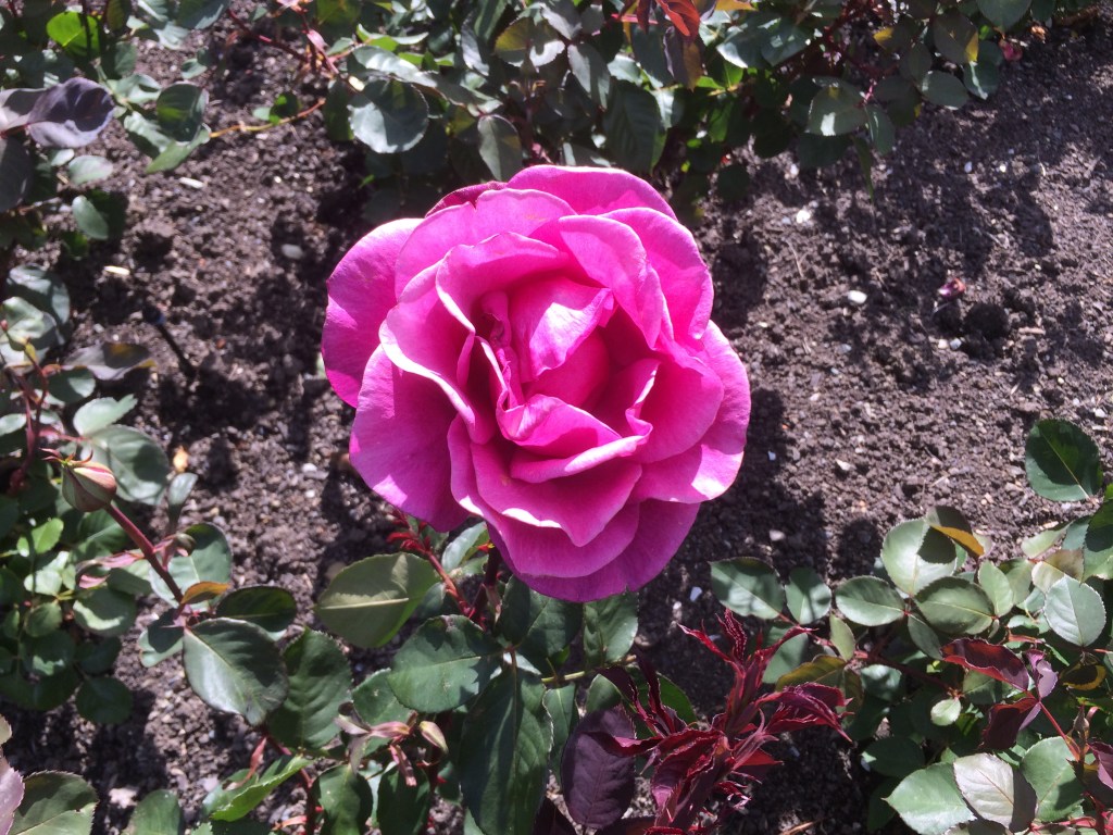 Blackberry Nip pink rose