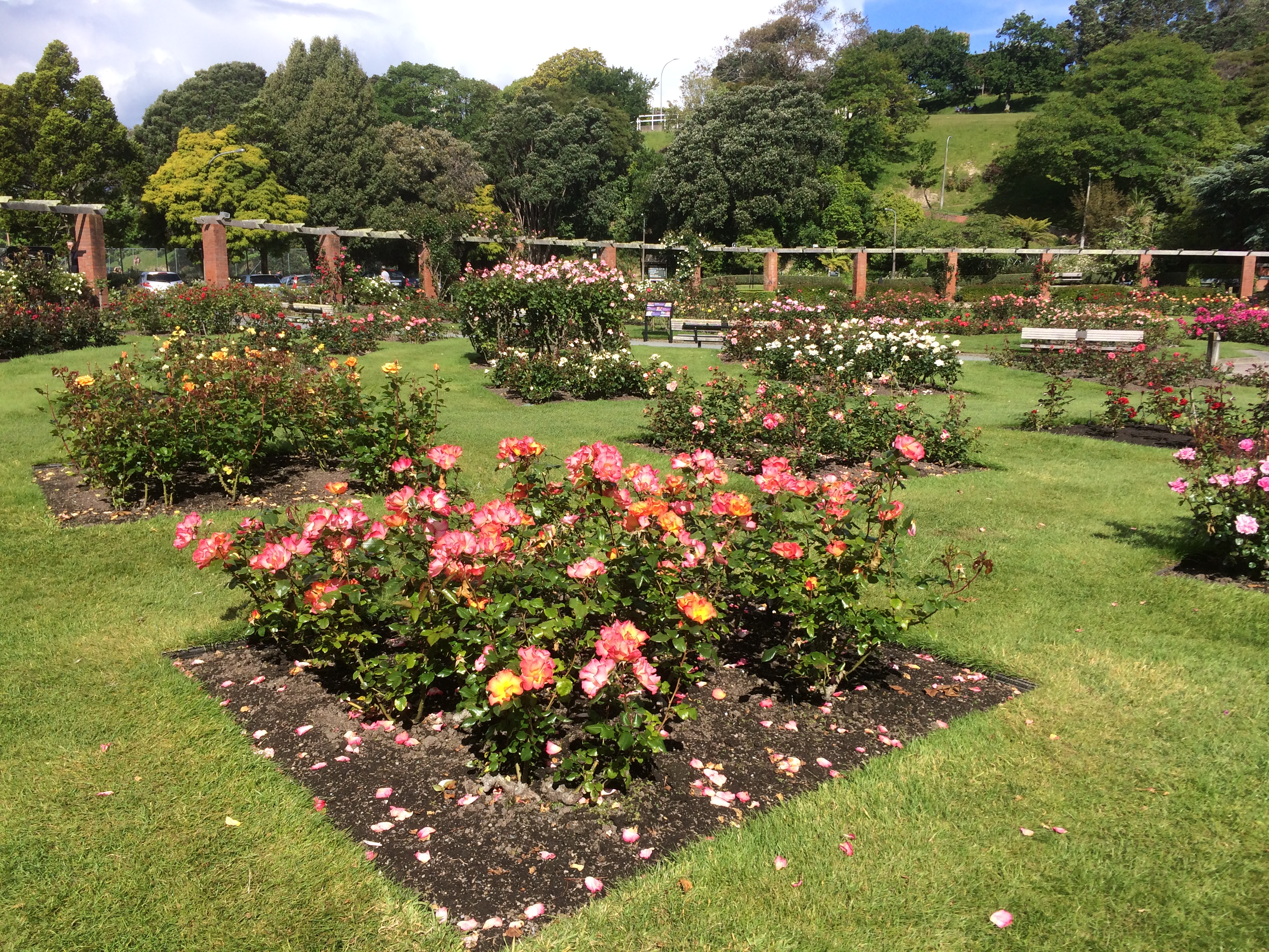 Lady Norwood Rose Garden.