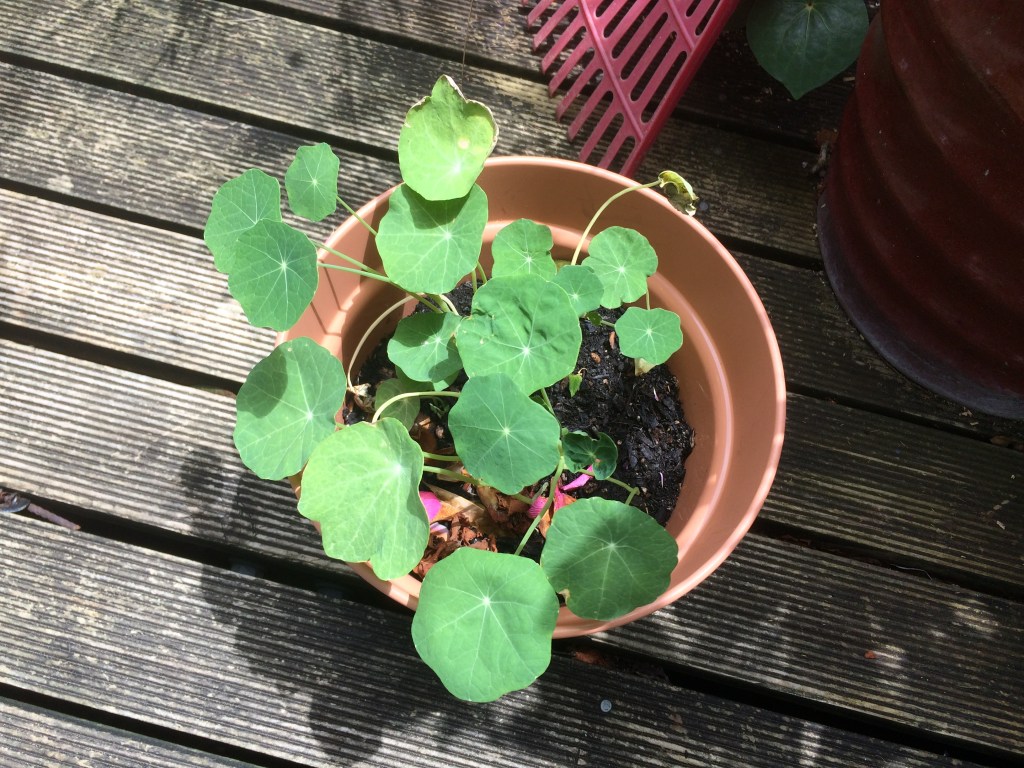 Nasturtiums