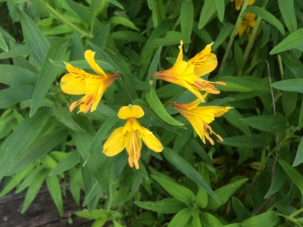 Peruvian lily