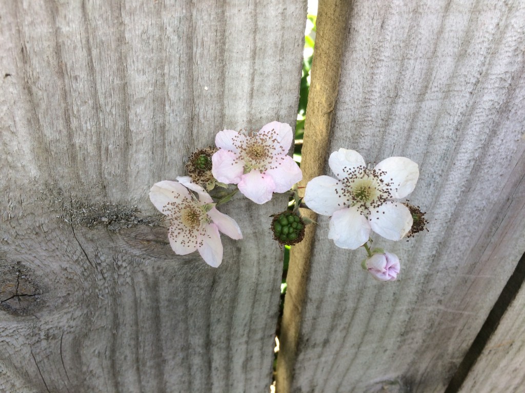 Flowers brambles
