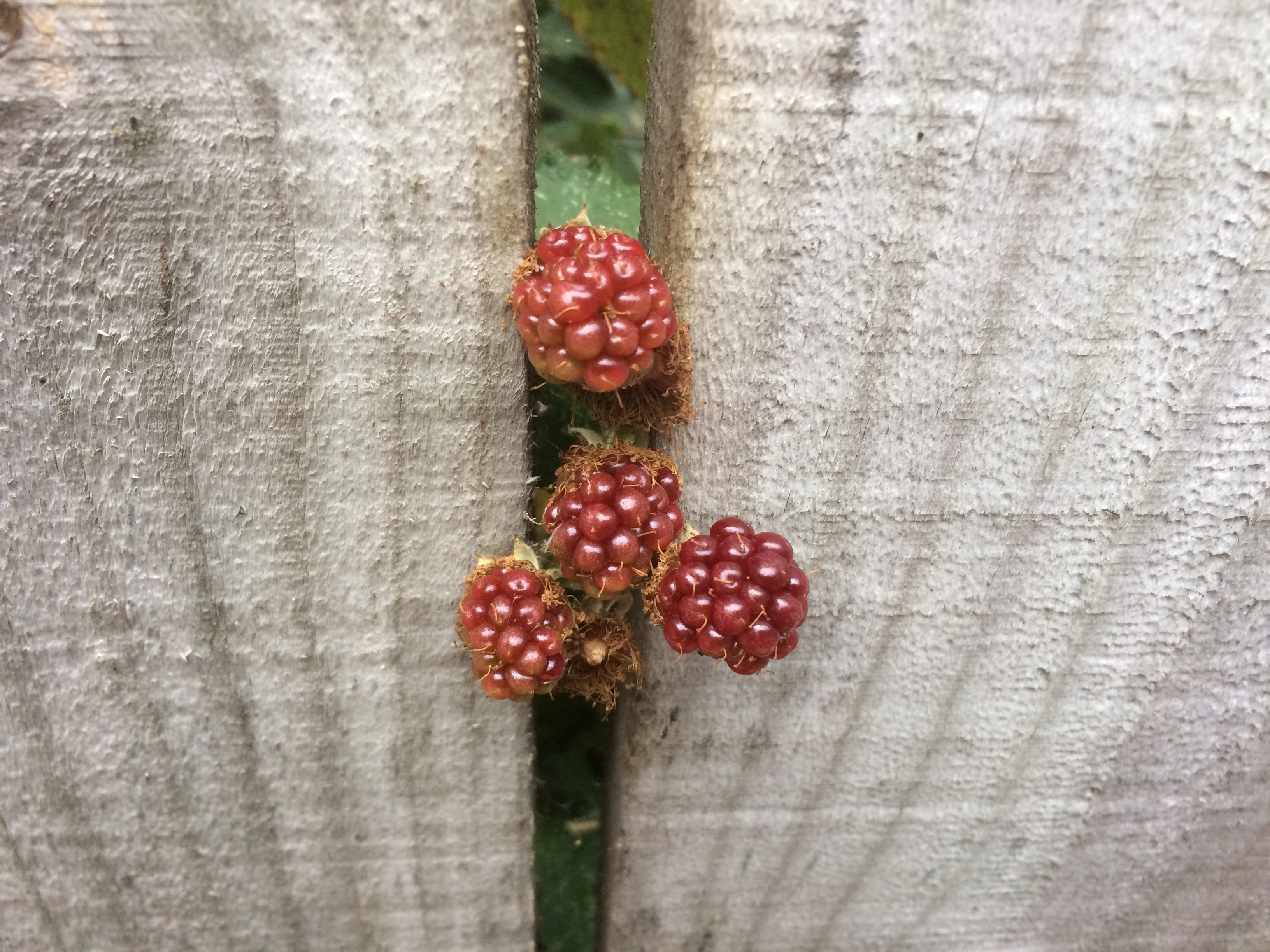 Brambles ripening through the fence
